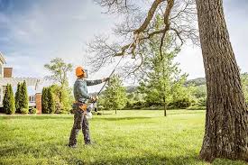 Trusted Newburg, WI Tree Services Experts