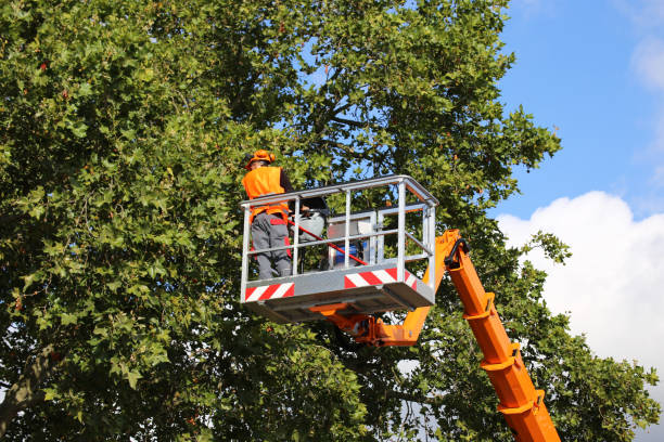 Best Tree Preservation Services  in Newburg, WI