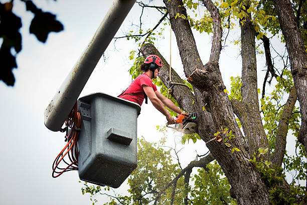 Best Tree Maintenance Programs  in Newburg, WI