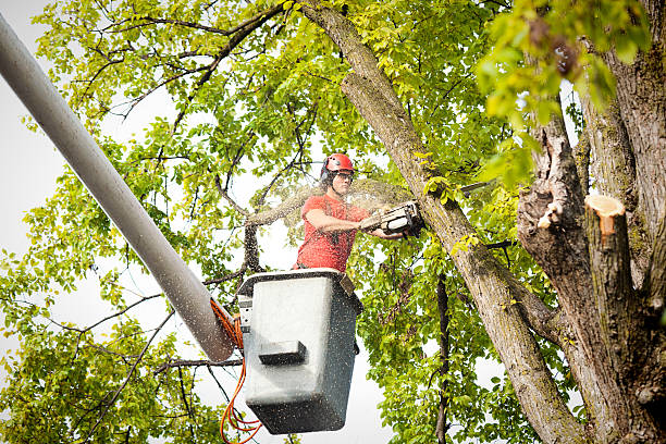 Best Tree Health Inspection  in Newburg, WI