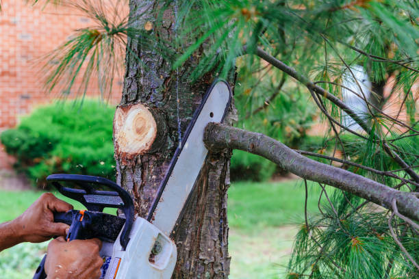 Best Tree Preservation Services  in Newburg, WI